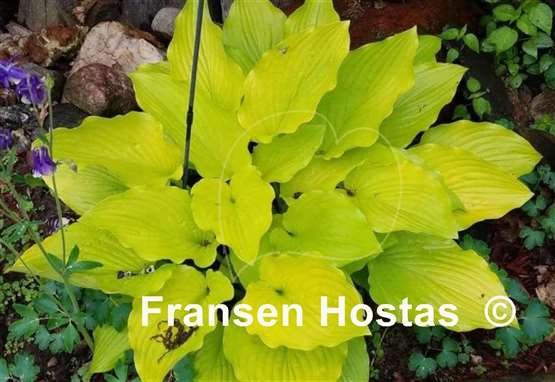 Hosta Ava Ann